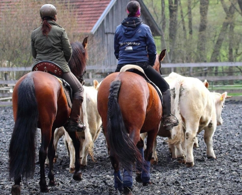 Rinderarbeit Working Equitation