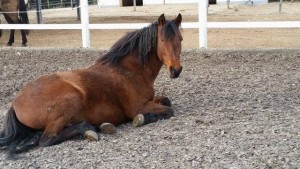 Veneroso hält Siesta