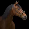 Cavesson Rindsleder