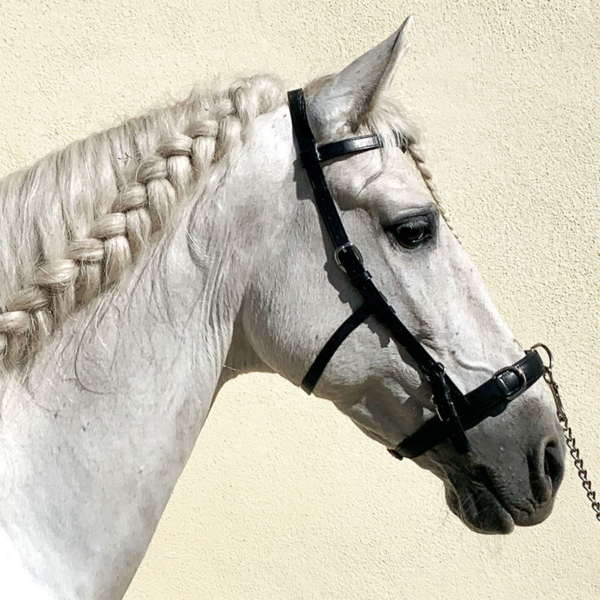 Kappzaum Vienna