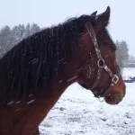 Thermoregulation bei Pferden in den kalten Jahreszeiten